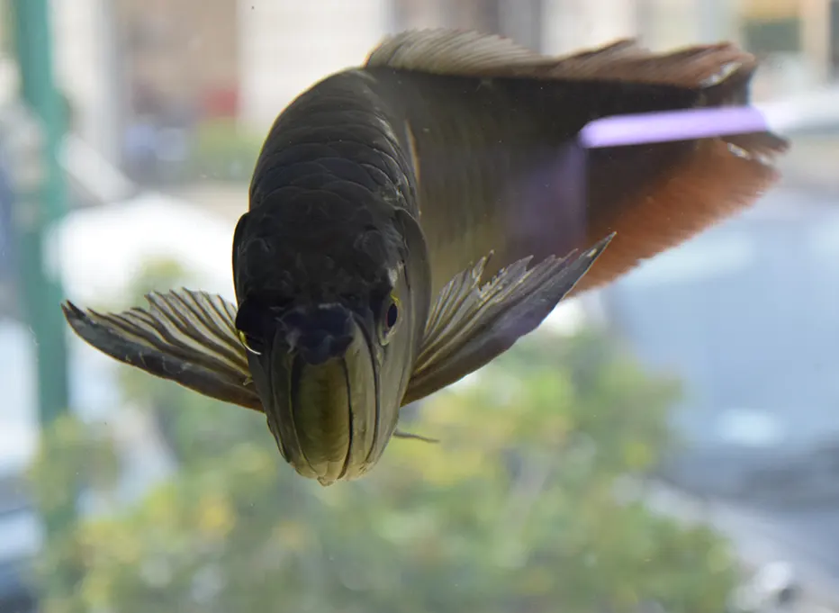 Pesce da acquario