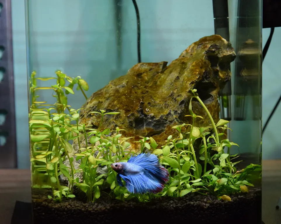 Pesci da acquario Messina