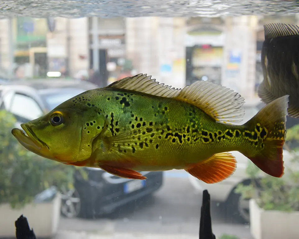 Pesce da acquario Messina